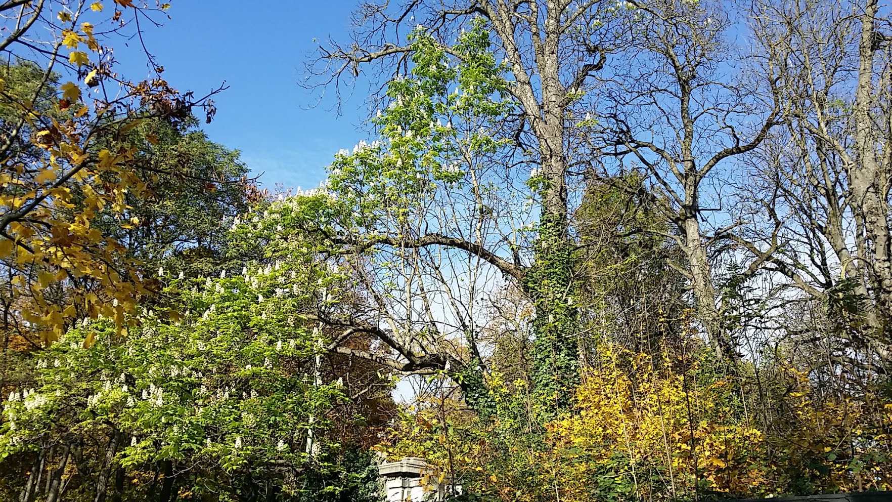 Kastanienblüte oktober 